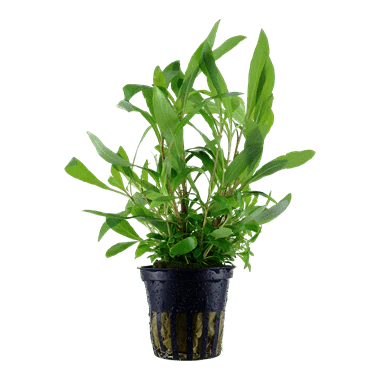 Tropica Hygrophila Siamensis 53B in Pot