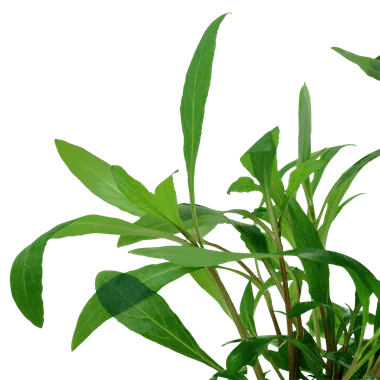 Tropica Hygrophila Siamensis 53B in Pot - Image 2