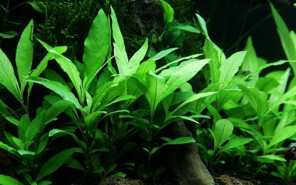 Tropica Hygrophila Siamensis 53B in Pot - Image 3