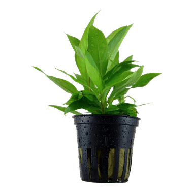 Tropica Hygrophila Corymbosa 'Stricta' in Pot