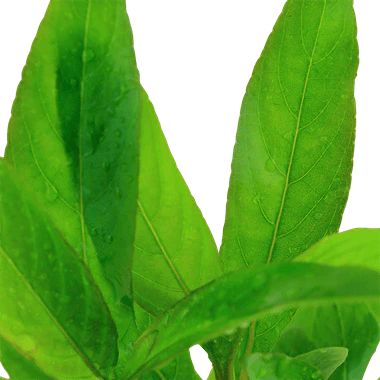 Tropica Hygrophila Corymbosa 'Stricta' in Pot - Image 2