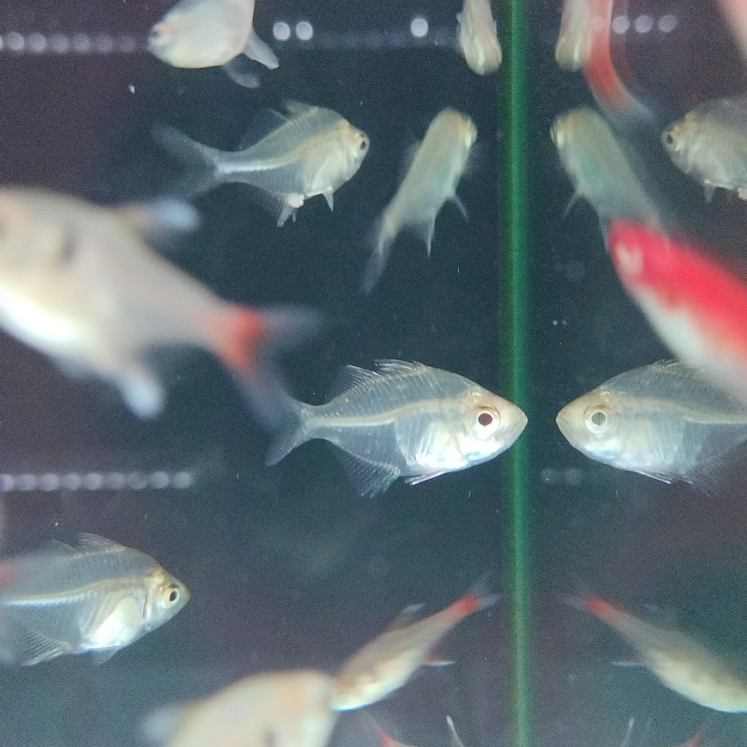India glass fish - Image 2