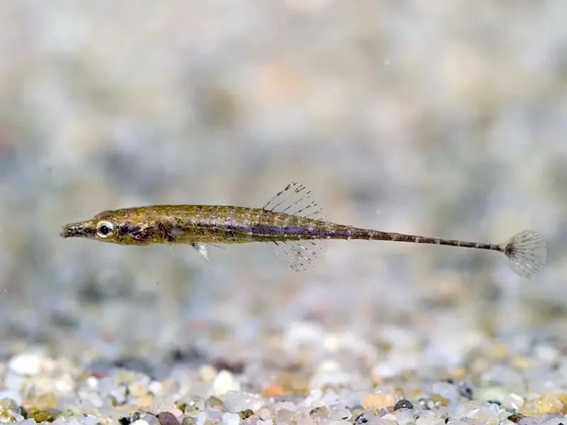 Indostomus Crocodilus - Image 3
