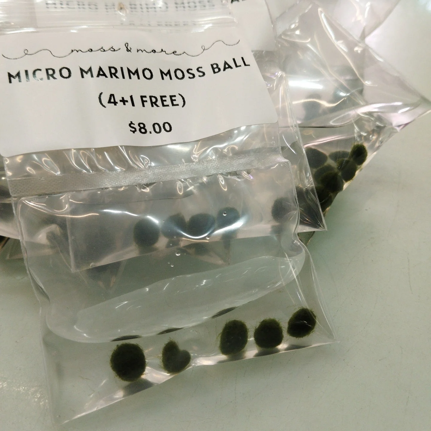 Micro Marimo Moss Ball - Image 2
