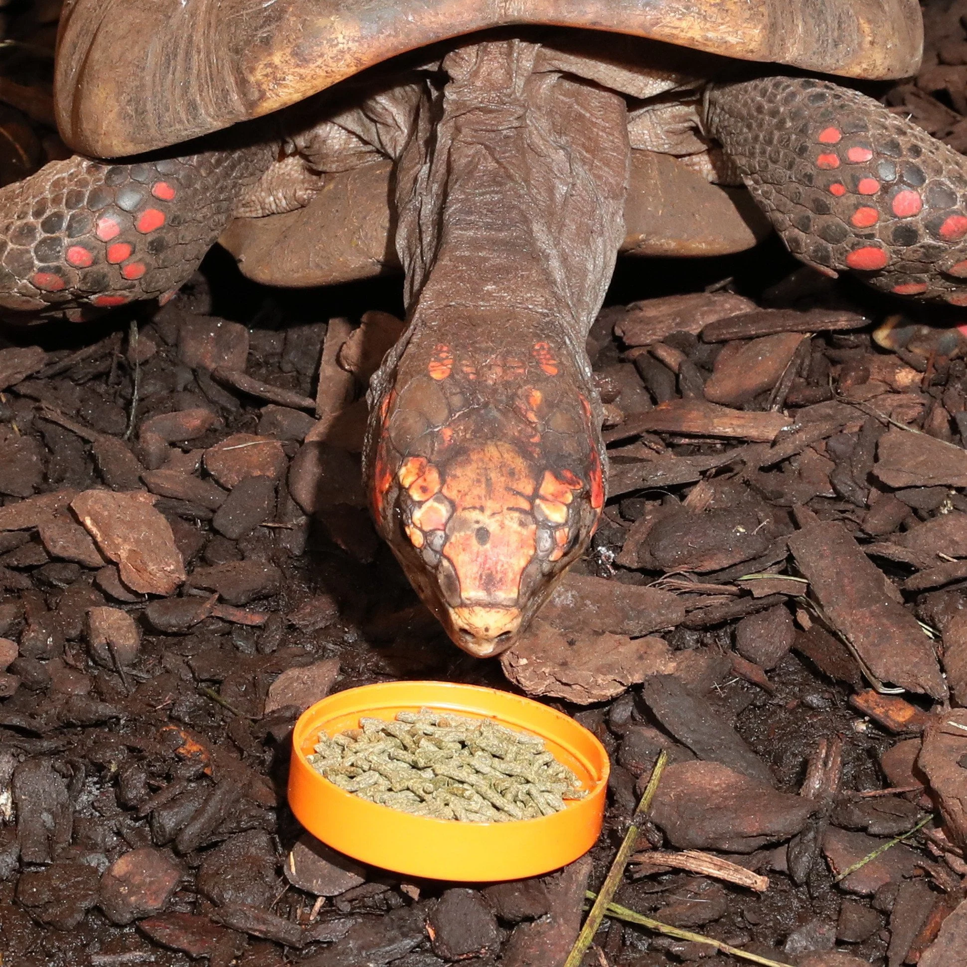 JBL Agivert 250ml (Vegetable Based Turtle Food) - Image 9