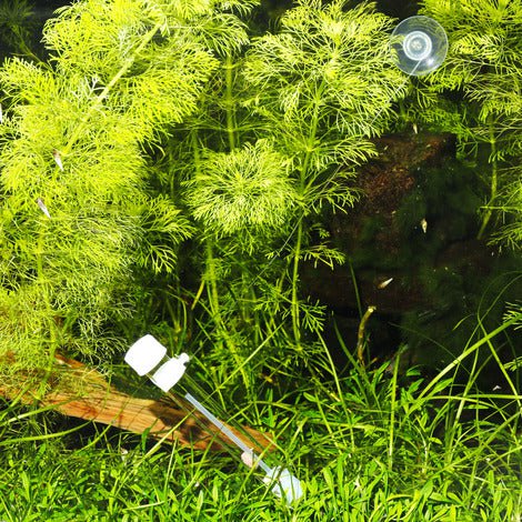 JBL PlaCollect (Planaria trap) - Image 4