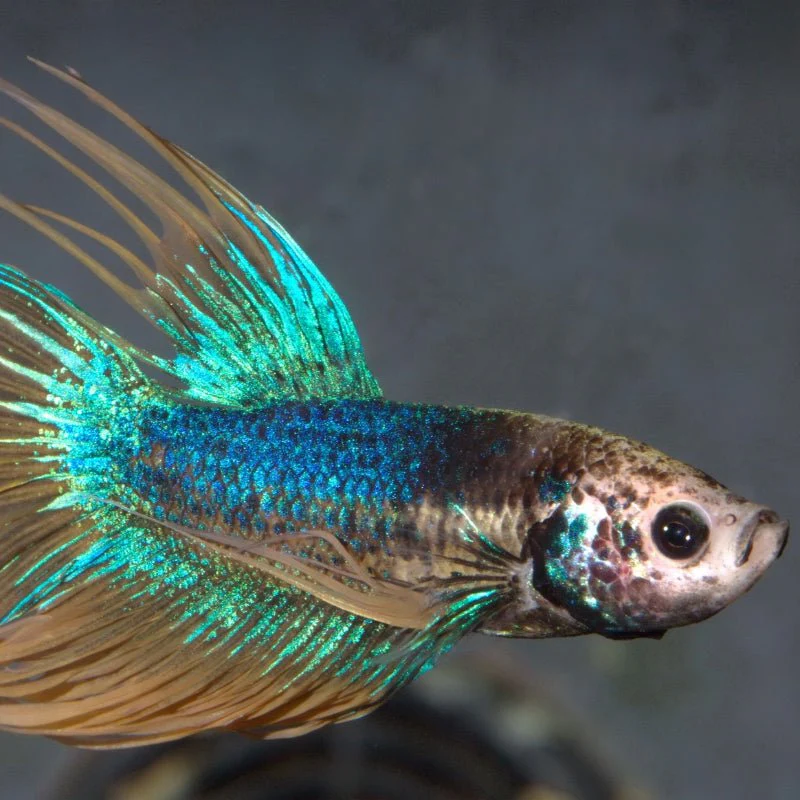 JBL ProNovo Betta Flakes S (For All Fishes) - Image 3