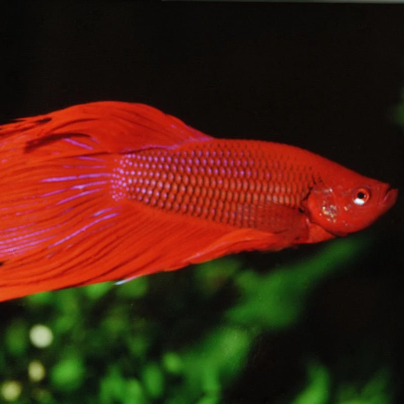 JBL ProNovo Betta Flakes S (For All Fishes) - Image 4