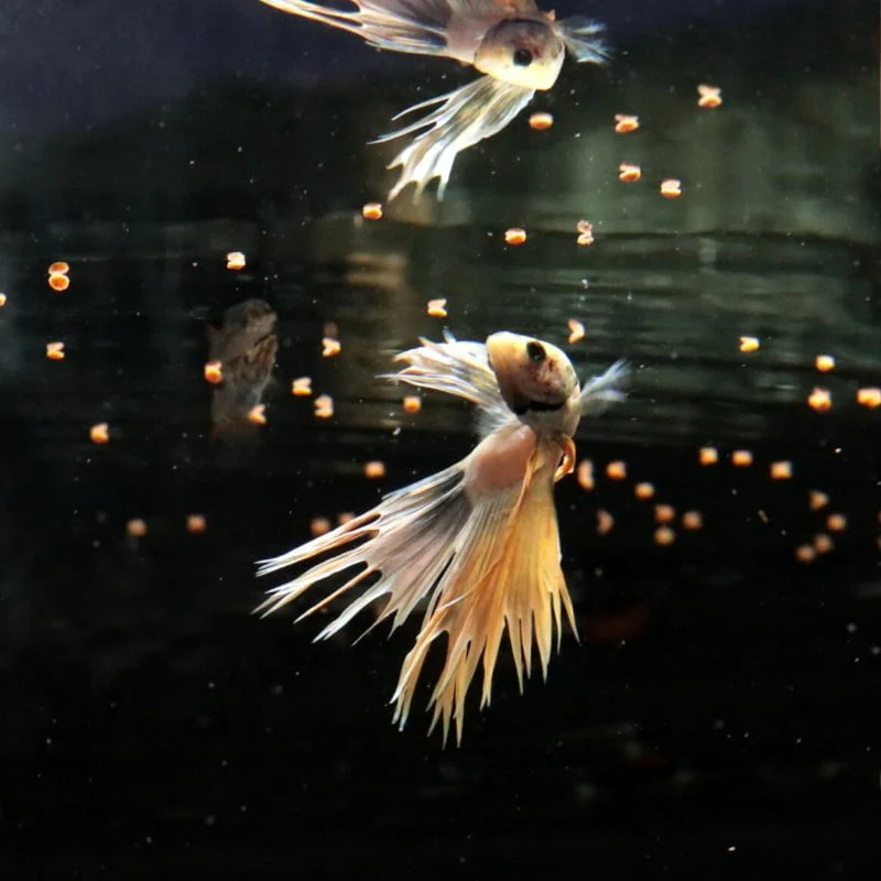 JBL ProNovo Betta Grano S (Colour Enhancing) - Image 6