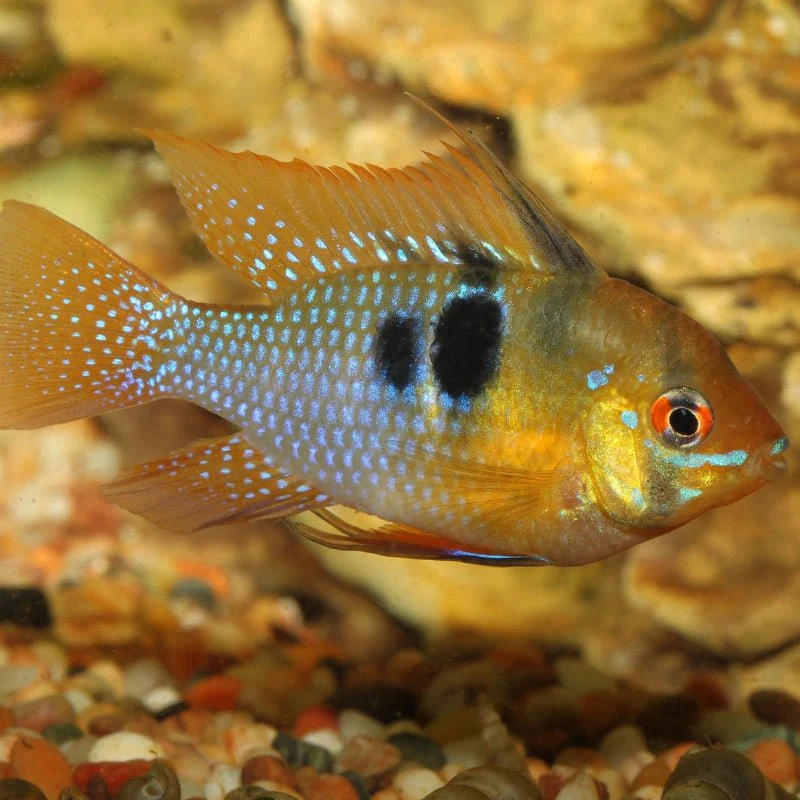 JBL Pronovo Cichlid Grano S - Image 6