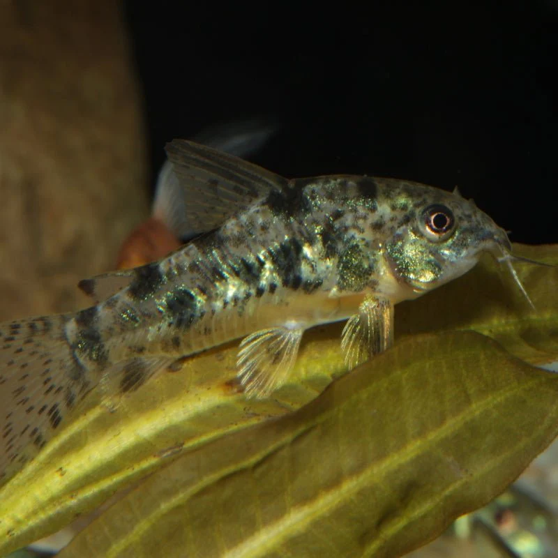 JBL ProNovo Corydoras Tab M (Tablet Food With Extra Spirulina) - Image 6