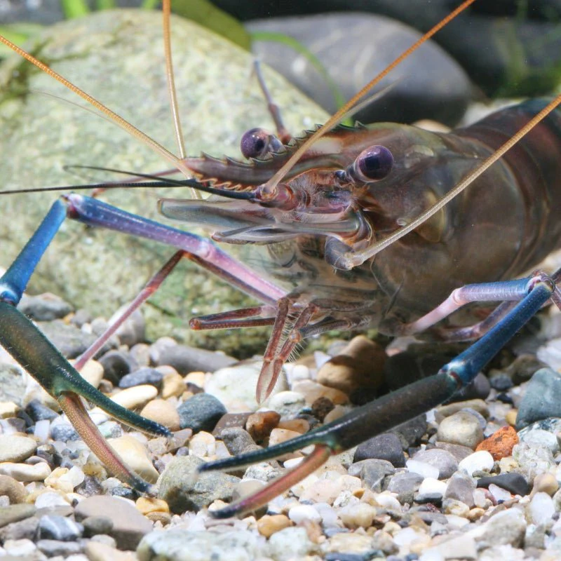 JBL ProNovo Crabs Wafer M  (Food for Crayfish and Crabs) - Image 6