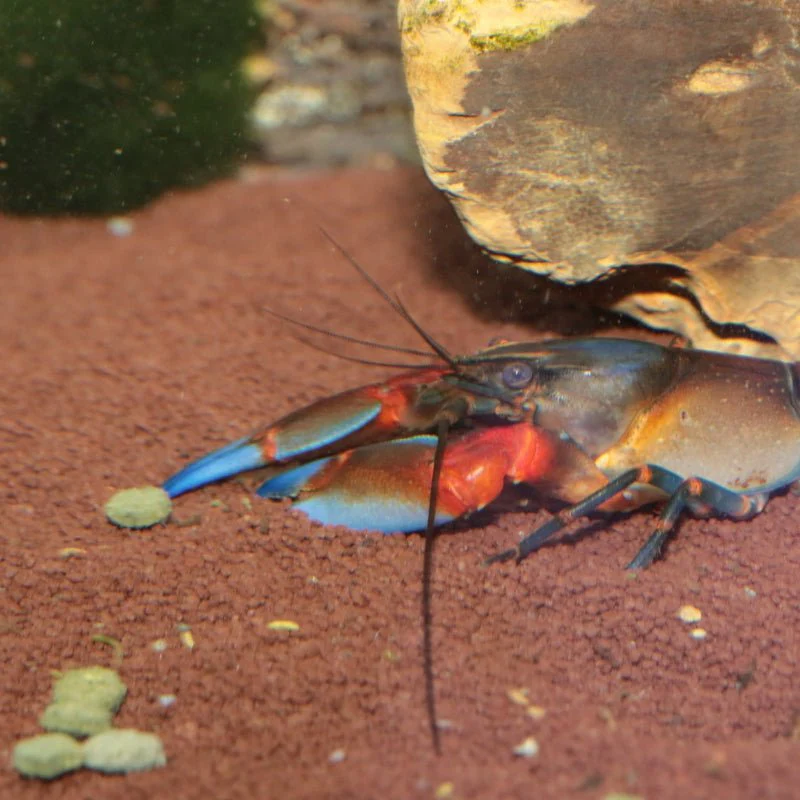 JBL ProNovo Crabs Wafer M  (Food for Crayfish and Crabs) - Image 7
