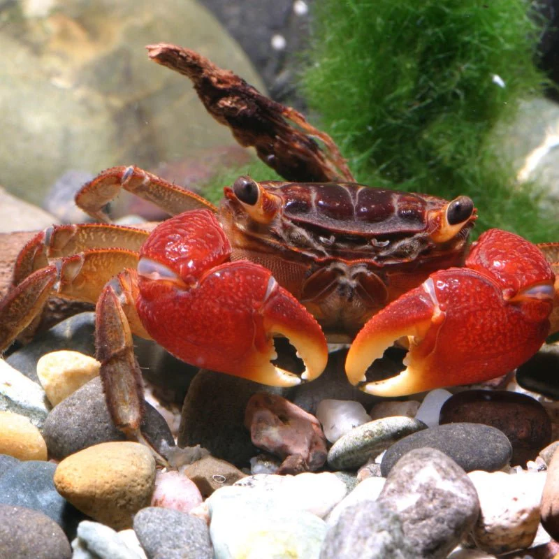 JBL ProNovo Crabs Wafer M  (Food for Crayfish and Crabs) - Image 8
