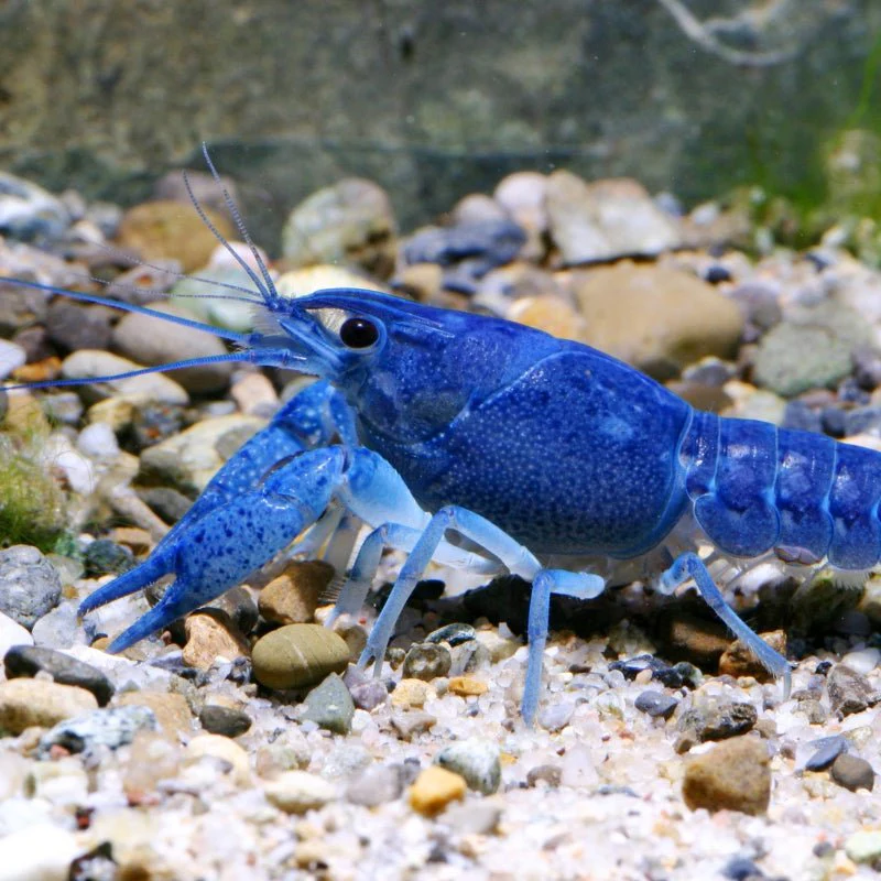 JBL ProNovo Crabs Wafer M  (Food for Crayfish and Crabs) - Image 9