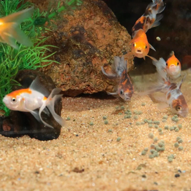 JBL ProNovo FanTail Grano S / M (Colour Enhancing Sinking Pellet For Goldfish) - Image 6