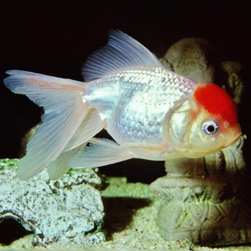 JBL ProNovo FanTail Grano S / M (Colour Enhancing Sinking Pellet For Goldfish) - Image 8
