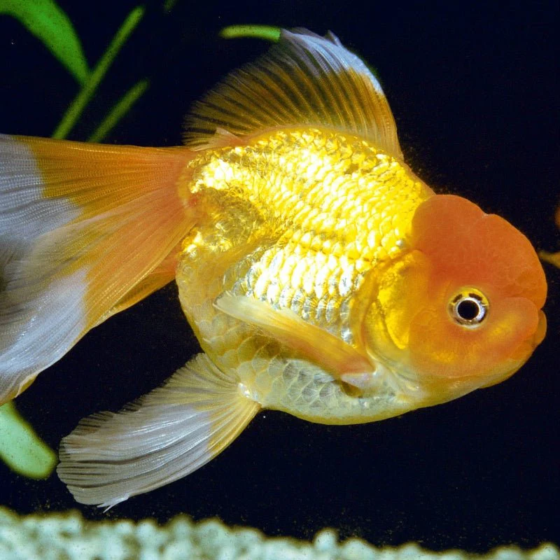 JBL ProNovo FanTail Grano S / M (Colour Enhancing Sinking Pellet For Goldfish) - Image 9