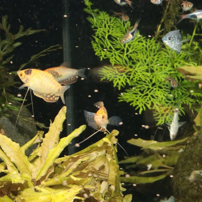 JBL ProNovo Gourami Grano S (Colour Enhancing Diet) - Image 6