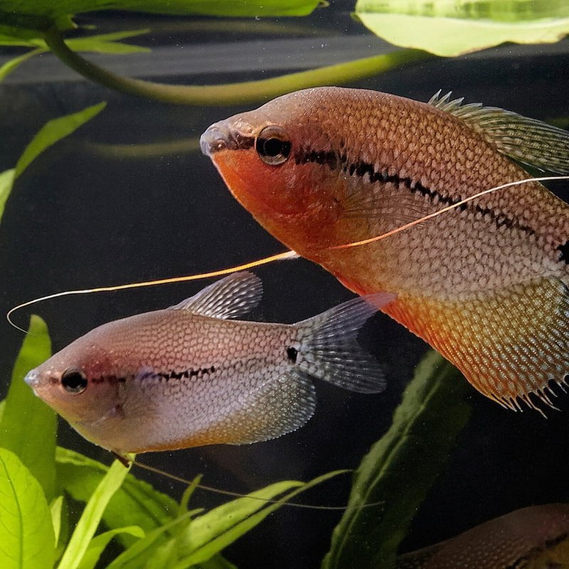 JBL ProNovo Gourami Grano S (Colour Enhancing Diet) - Image 7