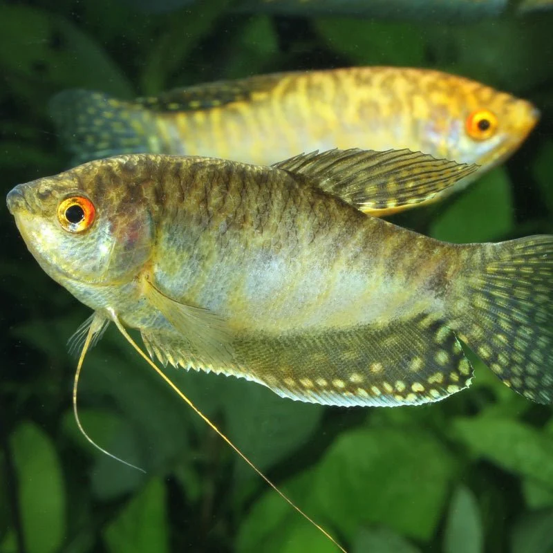 JBL ProNovo Gourami Grano S (Colour Enhancing Diet) - Image 8