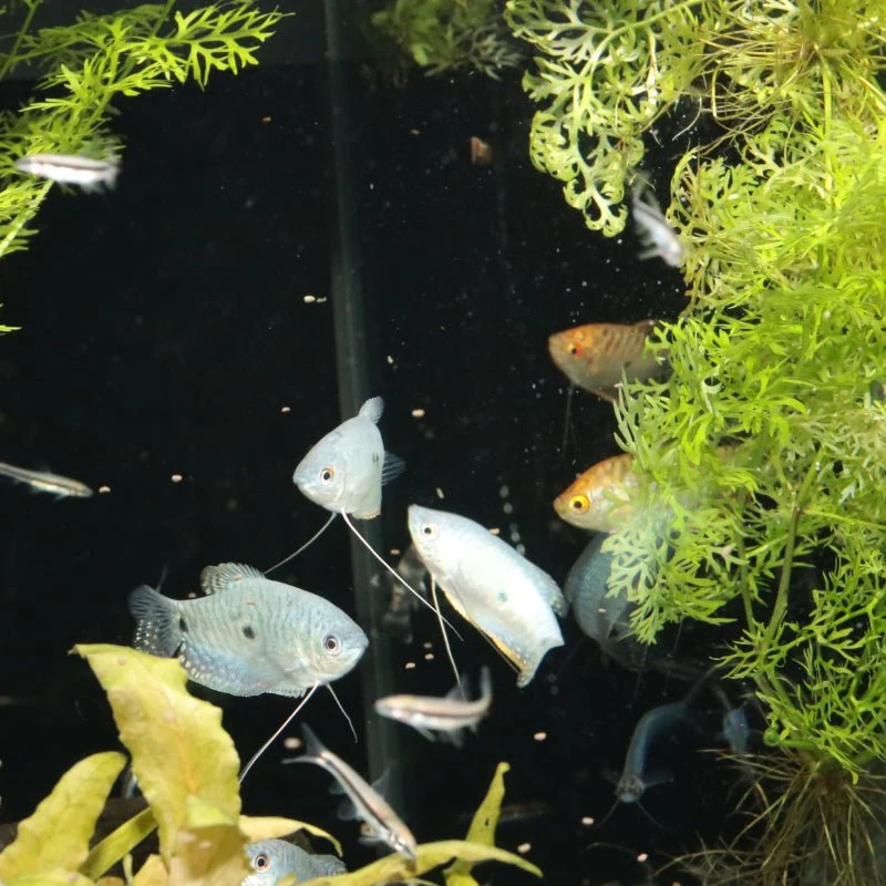 JBL ProNovo Gourami Grano S (Colour Enhancing Diet) - Image 9