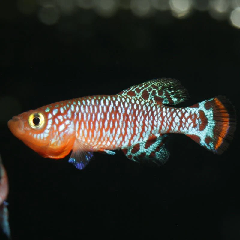 JBL ProNovo Killifish Grano S (Colour Enhancing Diet) - Image 5