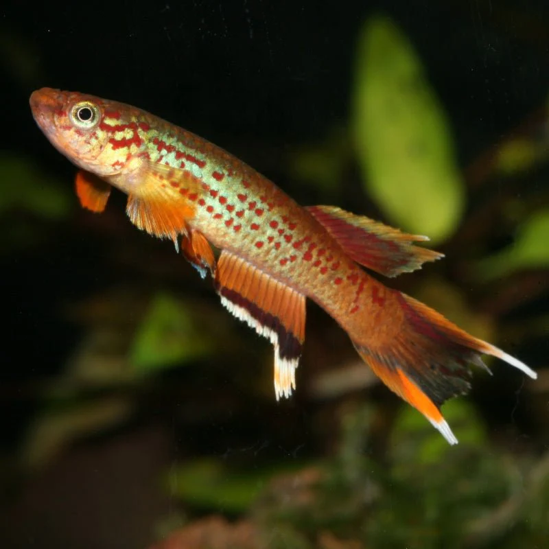 JBL ProNovo Killifish Grano S (Colour Enhancing Diet) - Image 6