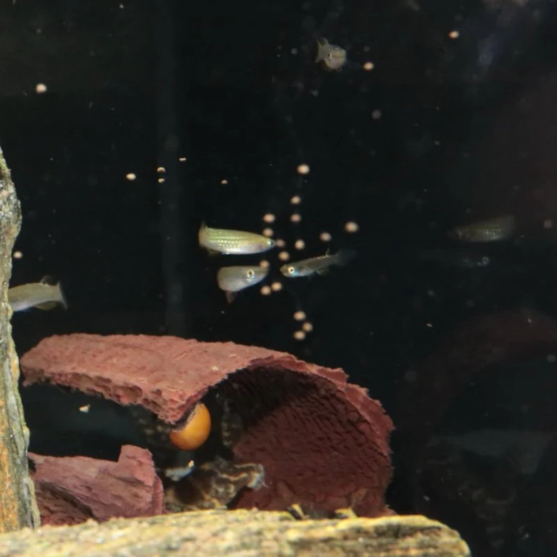 JBL ProNovo Killifish Grano S (Colour Enhancing Diet) - Image 7