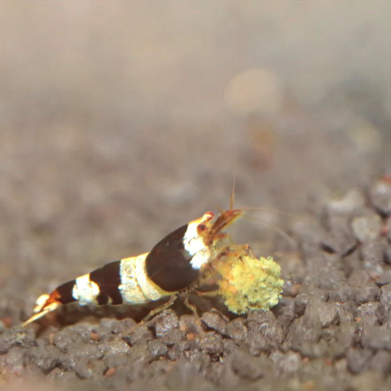 JBL ProNovo Shrimps Grano S (Ideal Shrimp Food) - Image 6