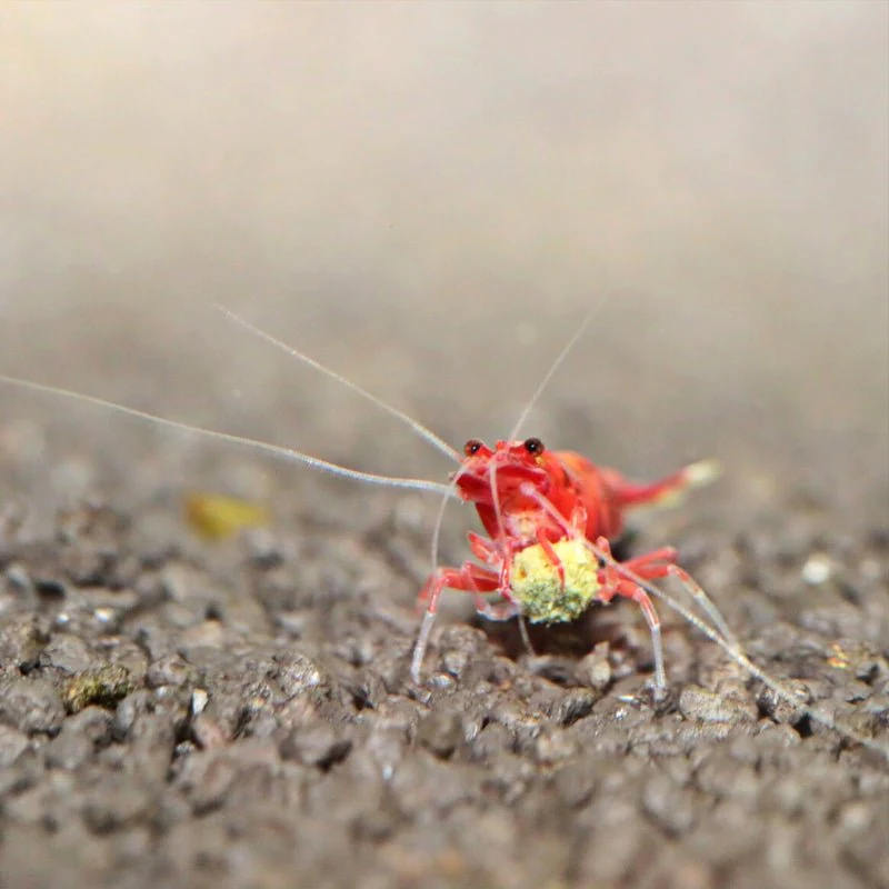 JBL ProNovo Shrimps Grano S (Ideal Shrimp Food) - Image 7