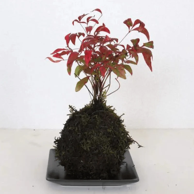 JUN Modeling Soil 1L (for Terrariums & Kokedama) - Image 4