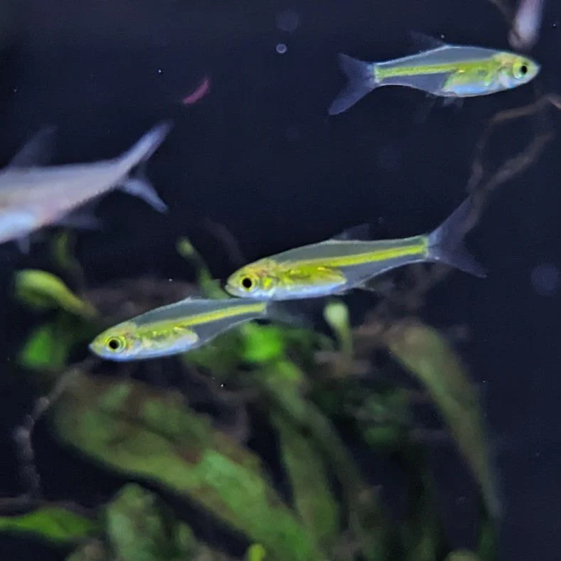 Kubotai Rasboras
