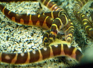 Kuhli Loach