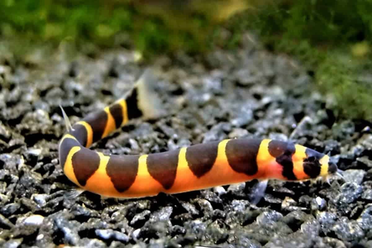 Kuhli Loach - Image 2