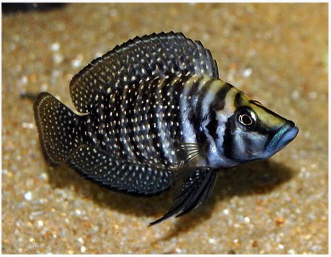 Lamp Calvus