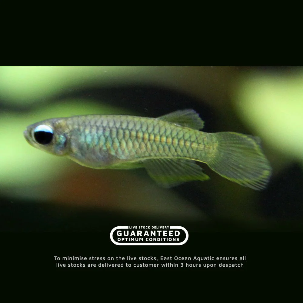 Lamp eye Killi Fish