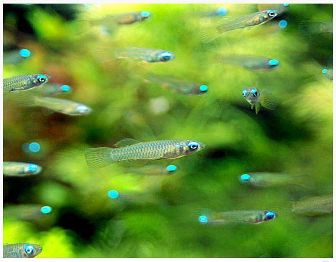 Lamp eye Killi Fish - Image 3