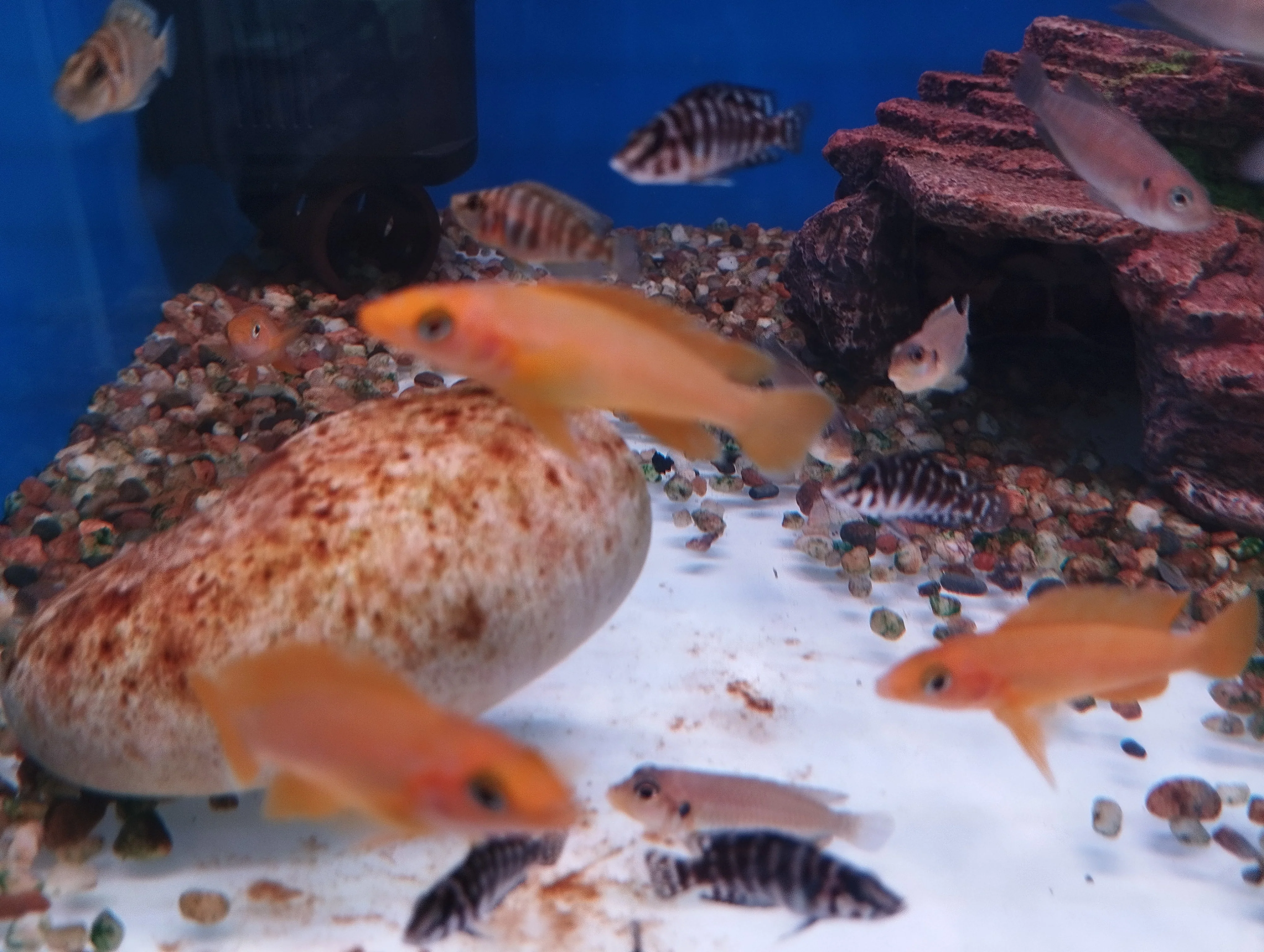 Lemon Cichlid