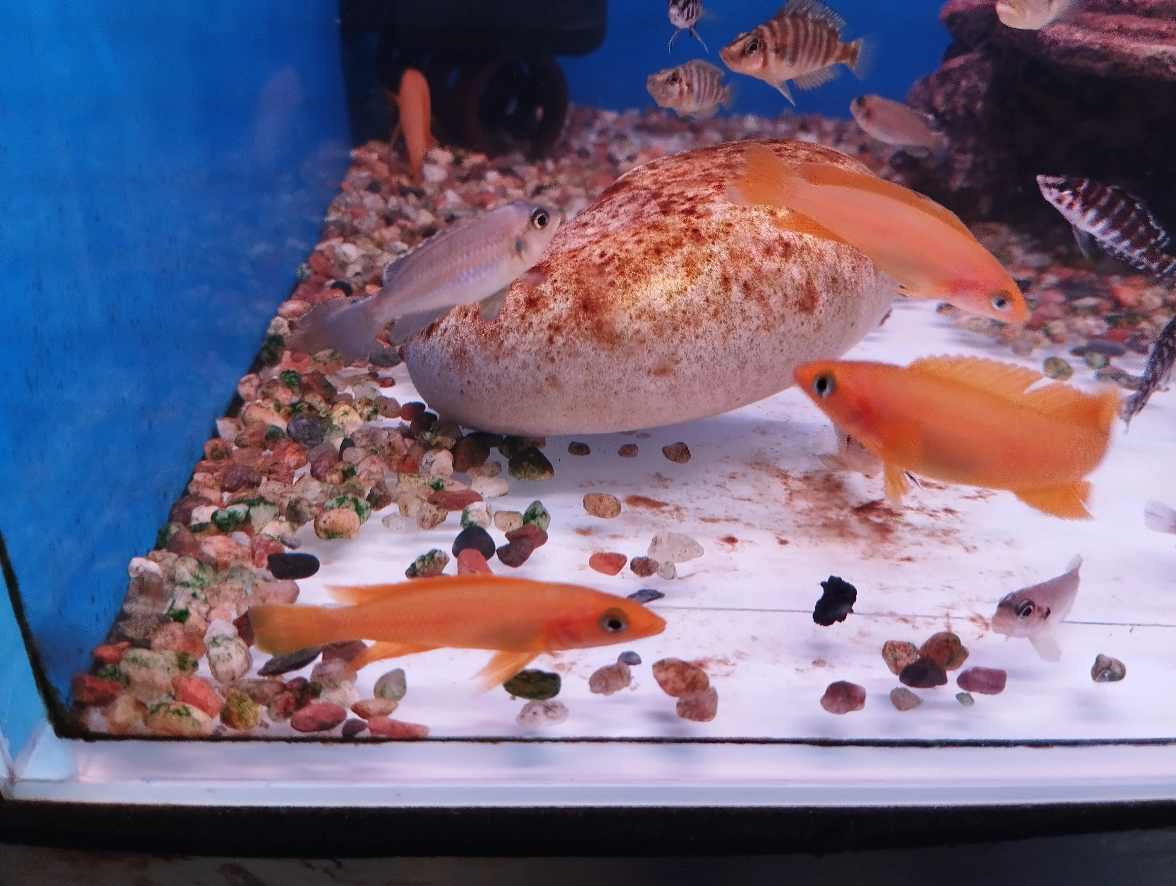 Lemon Cichlid - Image 2