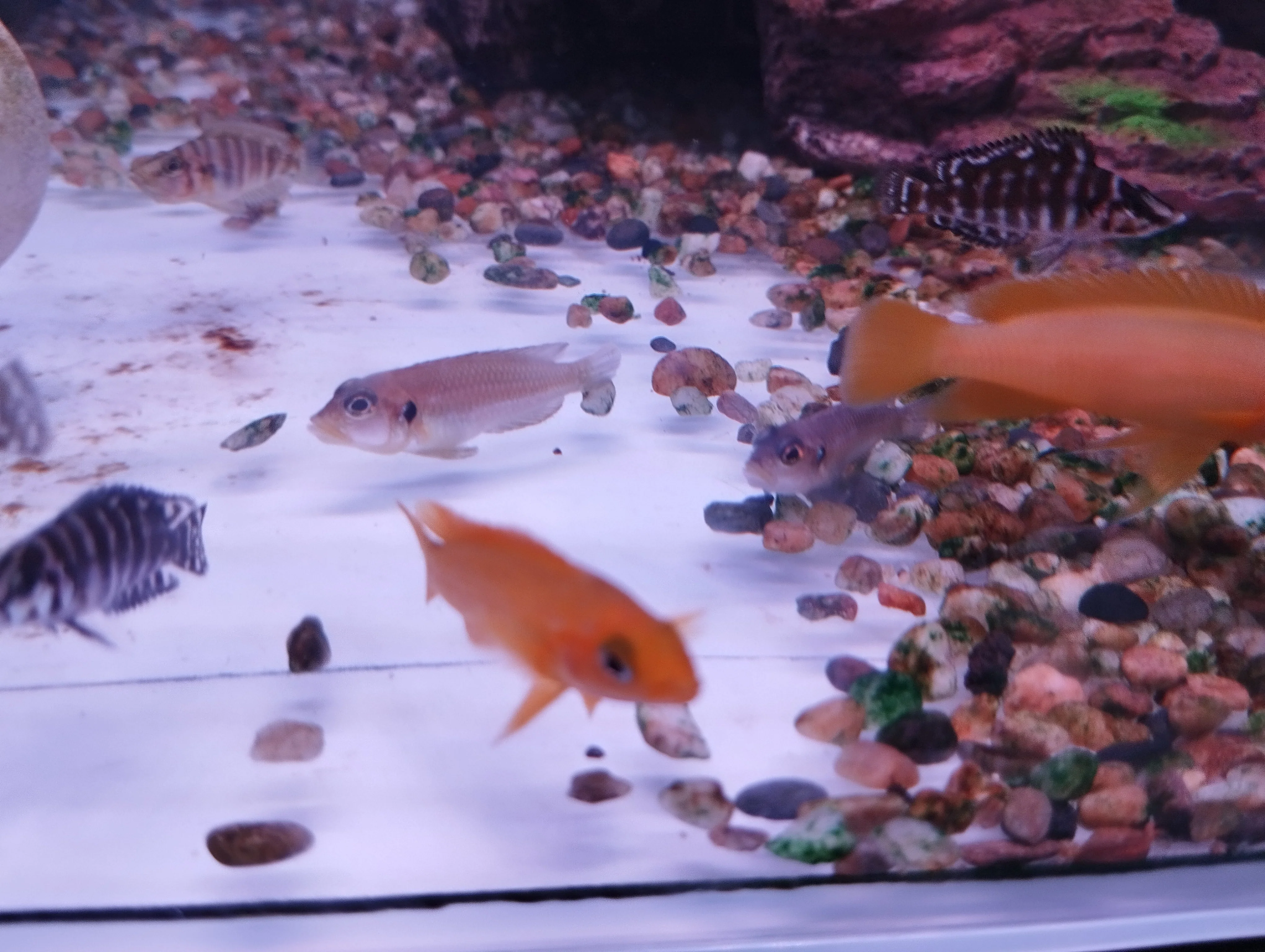 Lemon Cichlid - Image 3