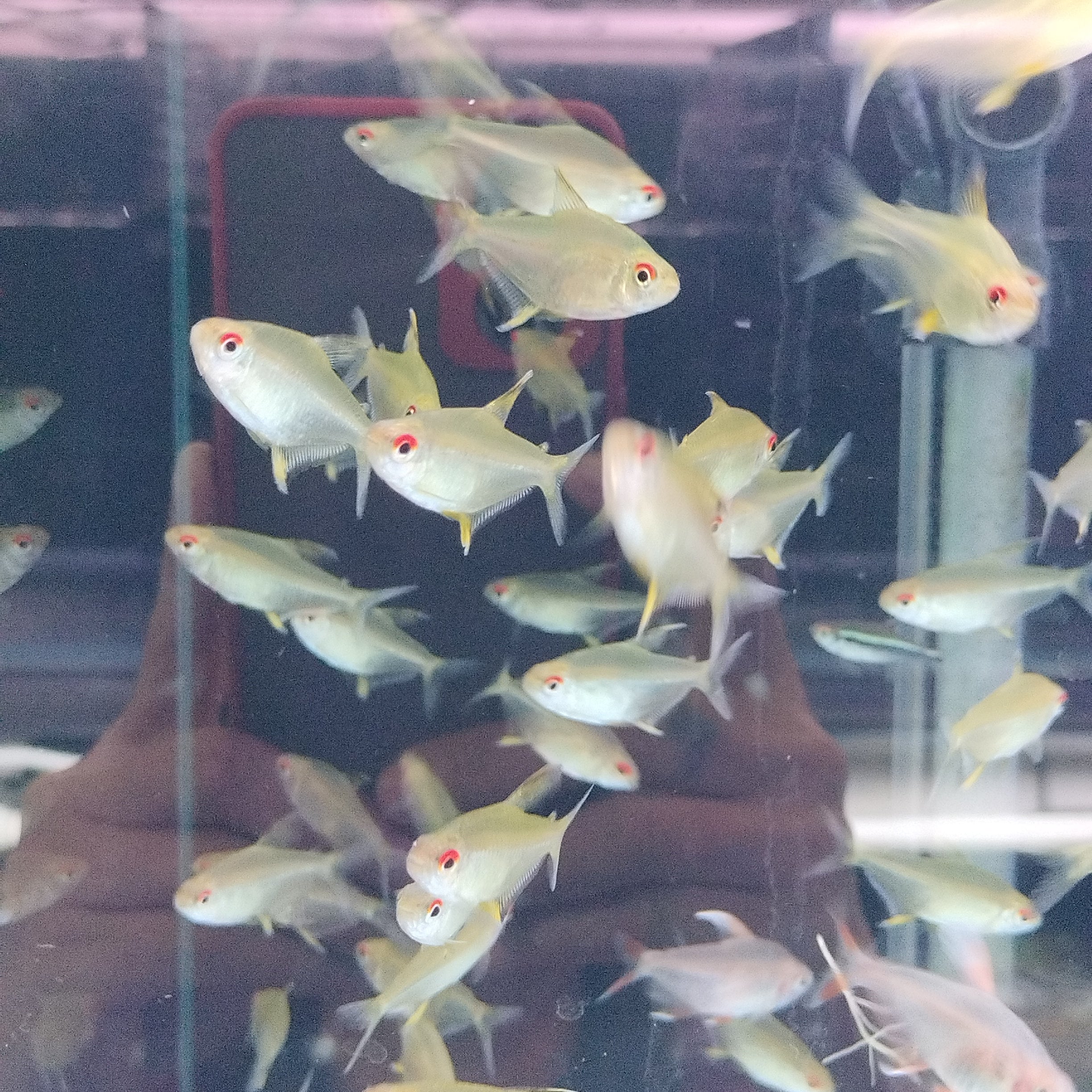 Lemon tetra