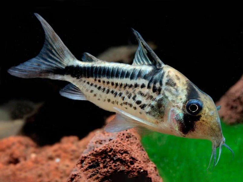 Loxozonus Cory