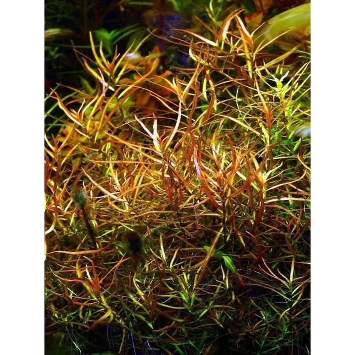 Ludwigia Arcuata (Pot/TC Cup) - Image 3