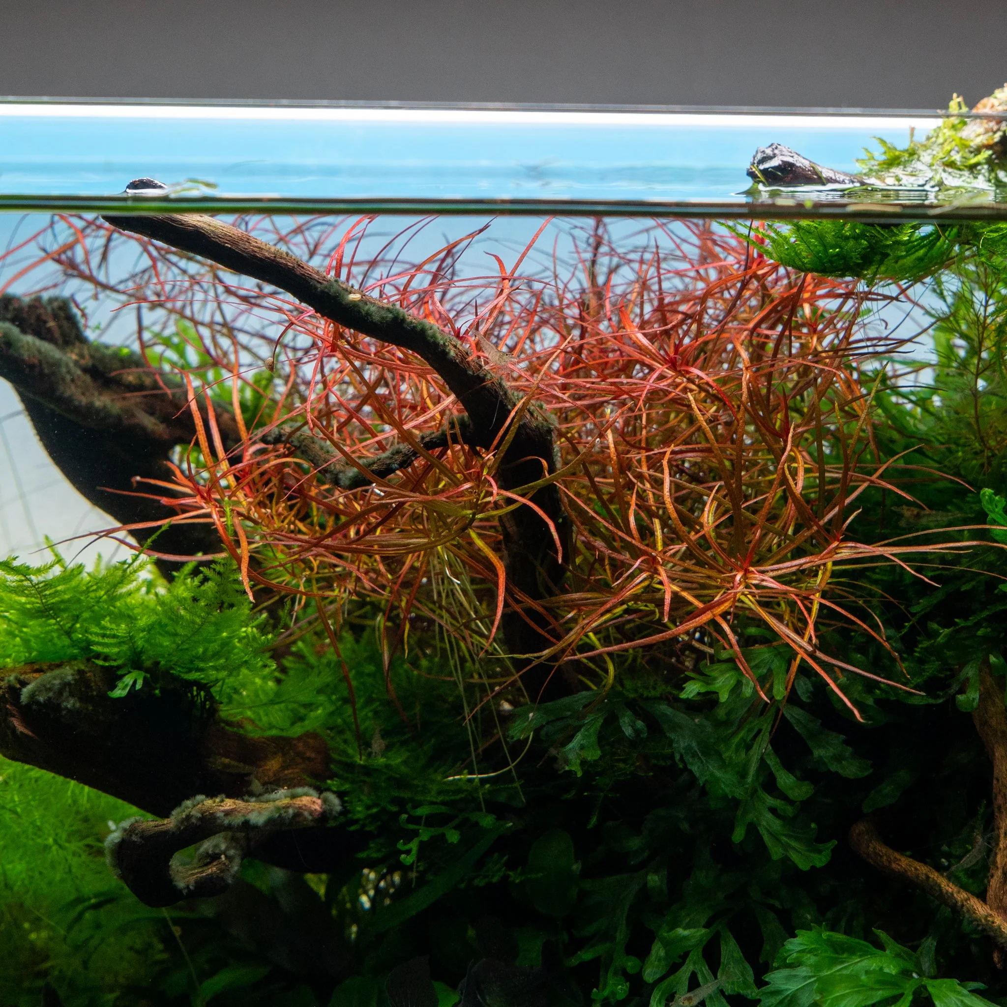 Ludwigia Arcuata (Pot/TC Cup) - Image 4