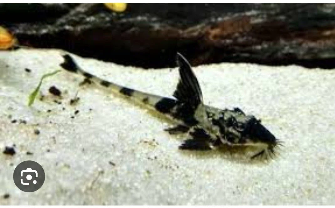 Marble Whiptail Catfish