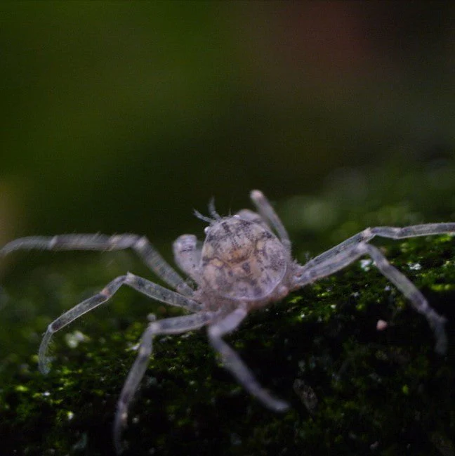 Micro crab