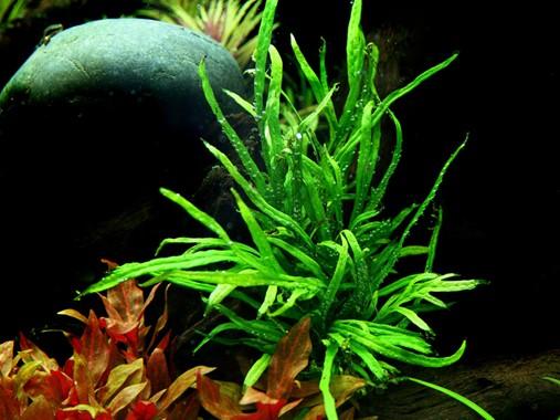 Tropica Microsorum Pteropus 'Trident' - Image 3