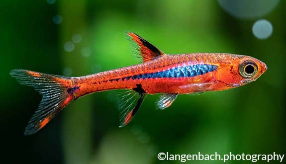 Mosquito Rasbora - Image 2
