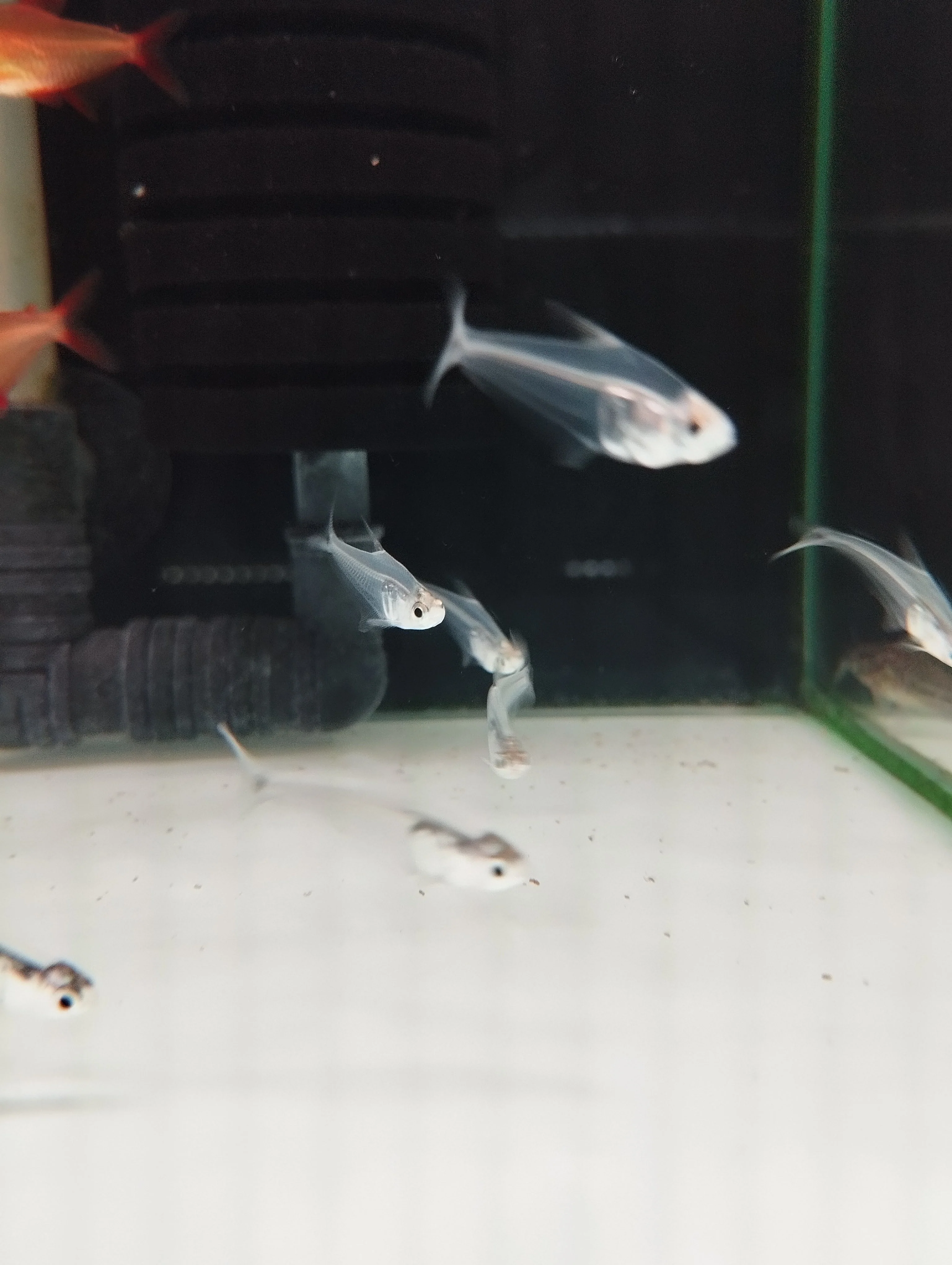 Mountain Crystal Tetra - Image 3